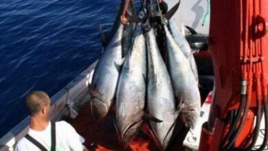 Algeria's share of red tuna will rise to 2023 tons - Al-Hiwar Al-Jazairia