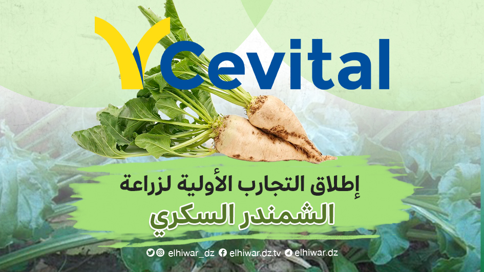 Cevital Group launches preliminary experiments for the cultivation of sugar beet in Algeria - El Hewar Algeria