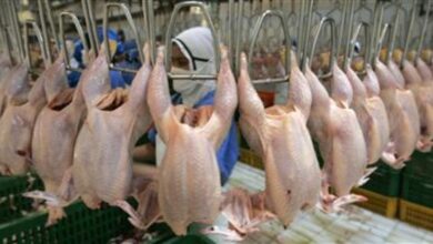 “Onab” caps the price of chicken by 350 dinars per kilogram – Al-Houwar Al-Jazaeryya