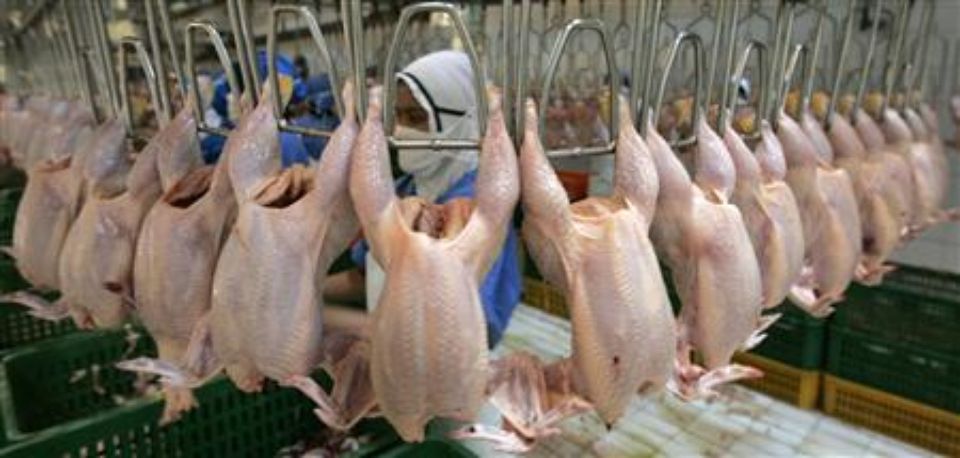 “Onab” caps the price of chicken by 350 dinars per kilogram – Al-Houwar Al-Jazaeryya