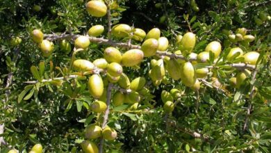 The Minister of Agriculture announces the start of planting argan trees soon - Al-Hiwar Al-Jazairia