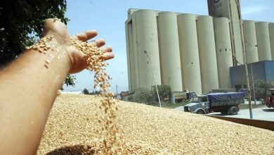 "Speculation" penalties for grain users in animal feed - Algerian dialogue