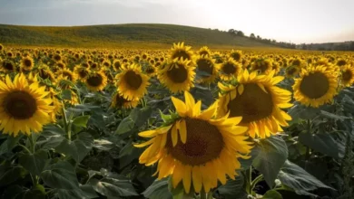 Starting to plant "sunflowers" starting from this March - El Hewar Algeria