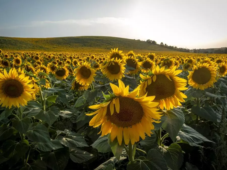 Starting to plant "sunflowers" starting from this March - El Hewar Algeria