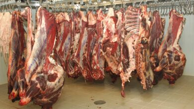 The National Gendarmerie seizes a huge amount of spoiled meat in Touggourt - El Hewar Algeria