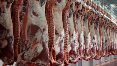 The introduction of imported meat for sale in large areas, starting today - Al-Hiwar Al-Jazairia