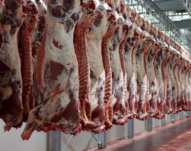 The introduction of imported meat for sale in large areas, starting today - Al-Hiwar Al-Jazairia