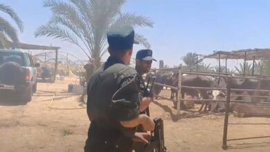 El-Wadi.. The regional group of the National Gendarmerie deals with 5 cases of smuggling of cattle and calves, which are forbidden to be traded - Al-Hiwar Al-Jazaeryia