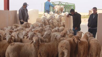 The capital.. A great turnout at the “Alfiar” sacrificial animal sale point in Baba Ali - Al-Hiwar district, Algeria