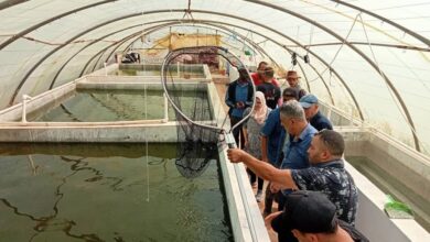 Training in the aquaponic system in Oran during the month of July - Al-Hiwar Algeria