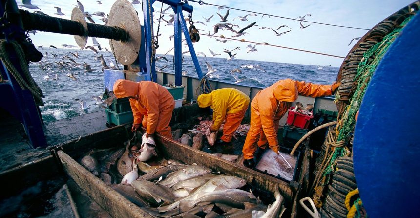 Algeria catches its full annual quota of live red tuna, estimated at 2023 tons - Al-Hiwar Al-Jazaeryia