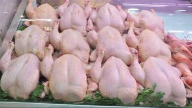 White meat...this is the quantity imported - Al-Hiwar Algeria