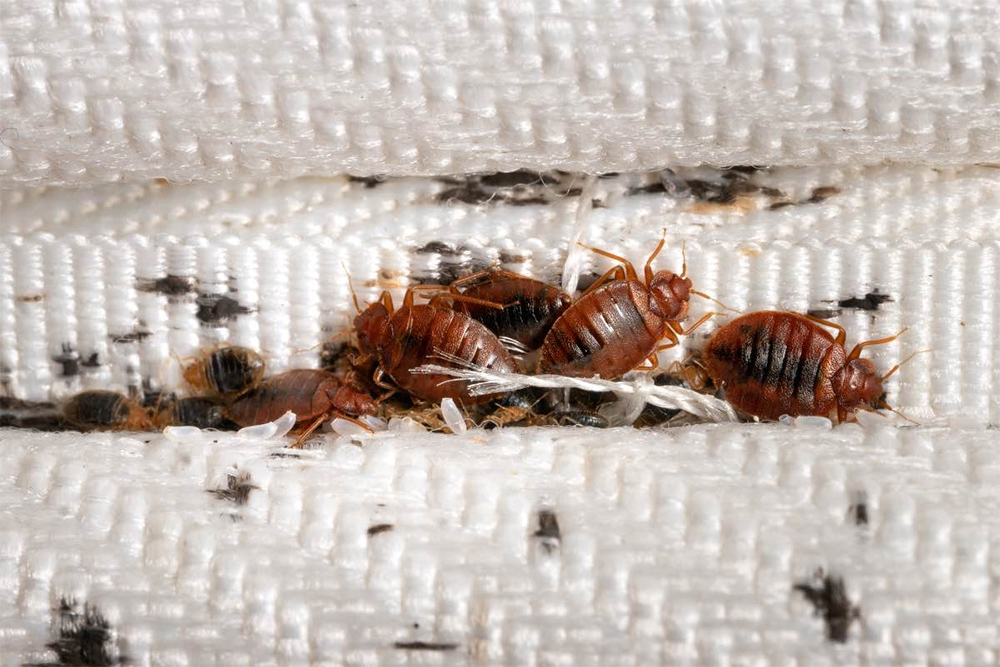 Bed bugs...the Algeria airport management company reassures citizens