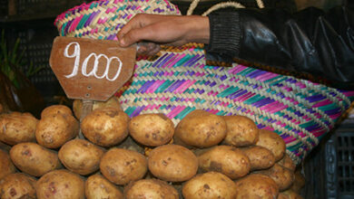 A significant increase in potato prices in the markets - New Algeria