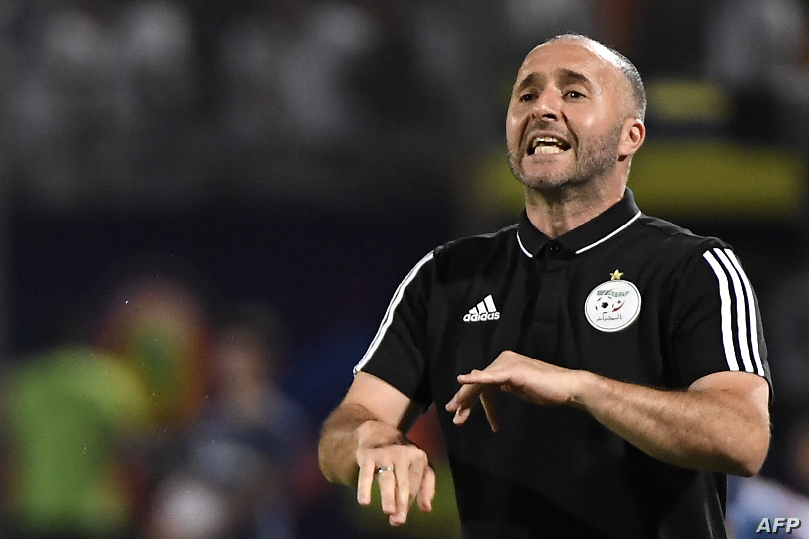 Belmadi is proposed to the administration of Marseille - the new Algeria