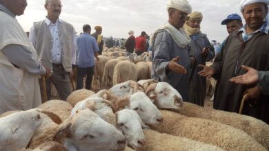 Demands for the import of Eid sacrifices - New Algeria