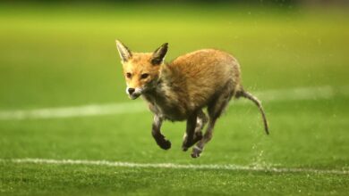 Video: A fox causes a match to be stopped in the English Premier League - New Algeria