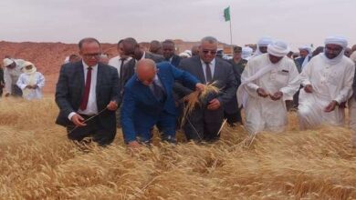 Adrar.. expected to produce more than one million quintals of grain - Algerian Dialogue