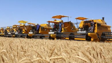 Touqurt... expected to produce more than 17,000 quintals of grain during the harvesting and threshing campaign - Algerian Dialogue