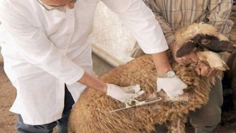 2,500 veterinarians to monitor the process of selling and slaughtering sacrifices - New Algeria