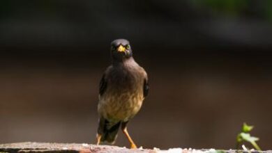 The myna bird terrifies Algerians.. The forest governorates explain - New Algeria