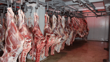 Production of 126 thousand quintals of white and red meat - New Algeria